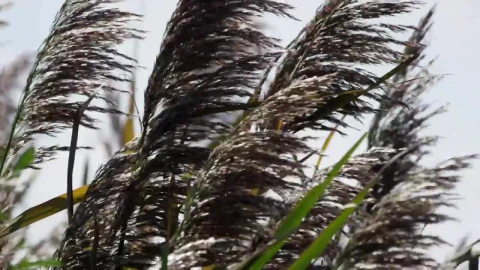 Free Stock Video Wind Moving Trees Live Wallpaper - Free Live Wallpaper