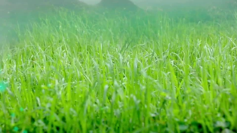 Free Stock Video Wind Moving The Green Leaves Of The Grass Live Wallpaper - Free Live Wallpaper