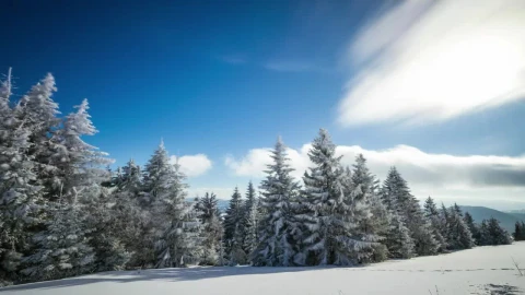 Free Stock Video Wind Moving Clouds And Trees In A Snowy Forest Live Wallpaper - Free Live Wallpaper