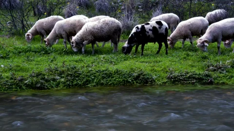 Free Stock Video Wild Sheep Grazing By A Stream Live Wallpaper - Free Live Wallpaper