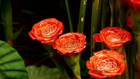 Free Stock Video Wild Orange Roses Live Wallpaper - Free Live Wallpaper