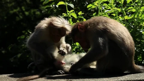 Free Stock Video Wild Monkey Family Live Wallpaper - Free Live Wallpaper