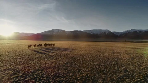 Free Stock Video Wild Horses Running In The Meadow Full Aerial Shot Live Wallpaper - Free Live Wallpaper