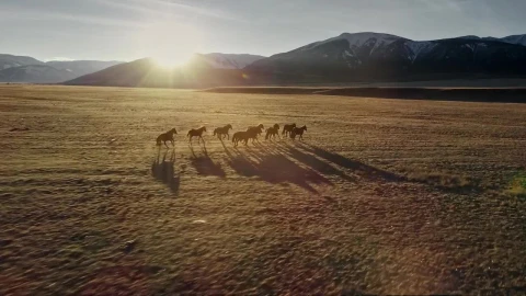 Free Stock Video Wild Horses Running In A Meadow Near The Mountains Live Wallpaper - Free Live Wallpaper