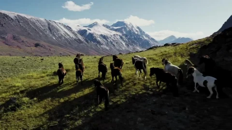 Free Stock Video Wild Horses Running Across The Meadow In The Mountains Live Wallpaper - Free Live Wallpaper