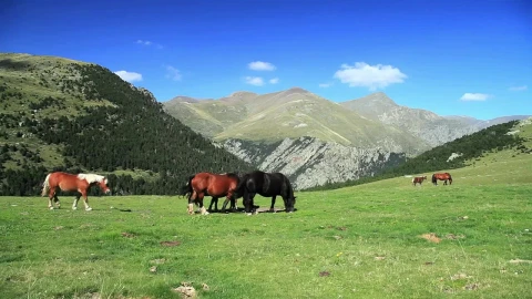 Free Stock Video Wild Horses In The Mountains While Grazing Live Wallpaper - Free Live Wallpaper
