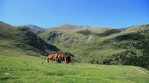 Free Stock Video Wild Horses Grazing In The Meadow Live Wallpaper - Free Live Wallpaper