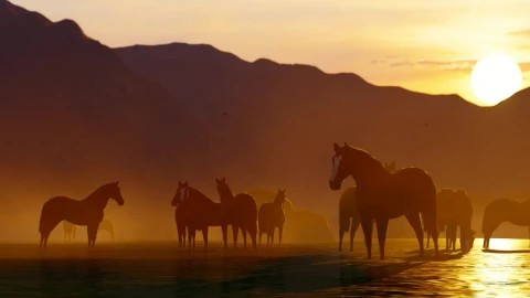 Free Stock Video Wild Horses Drinking Water In A Lake Live Wallpaper - Free Live Wallpaper