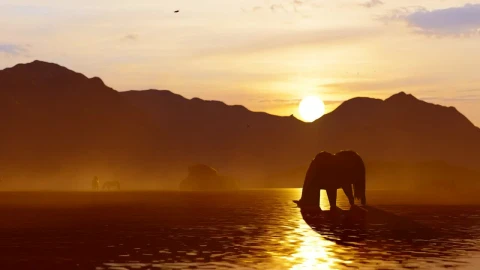 Free Stock Video Wild Horse Drinking Water In A River At Sunset Live Wallpaper - Free Live Wallpaper