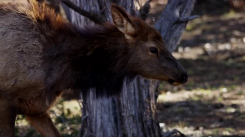 Free Stock Video Wild Deer In Their Habitat Live Wallpaper - Free Live Wallpaper