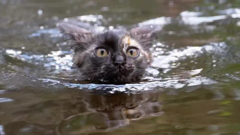 Free Stock Video Wild Cat Swimming In A River Live Wallpaper - Free Live Wallpaper