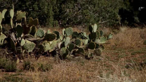 Free Stock Video Wild Cactus Plant On The Field Live Wallpaper - Free Live Wallpaper