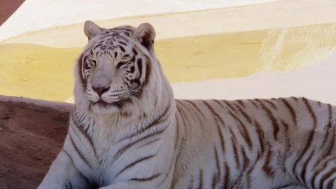 Free Stock Video White Tiger Chilling In The Shadow Live Wallpaper - Free Live Wallpaper