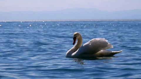 Free Stock Video White Swan Chilling On The Lake Live Wallpaper - Free Live Wallpaper