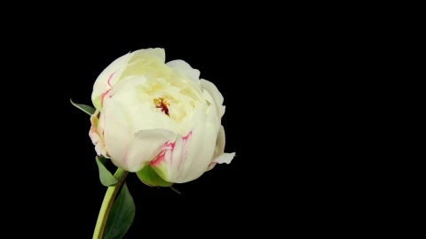 Free Stock Video White Rose Blooming On Black Background Live Wallpaper - Free Live Wallpaper