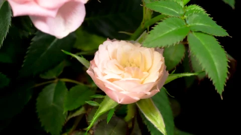 Free Stock Video White Rose Opening Its Petals On A Rosebush Live Wallpaper - Free Live Wallpaper
