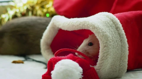 Free Stock Video White Rat Inside A Christmas Stocking Live Wallpaper - Free Live Wallpaper