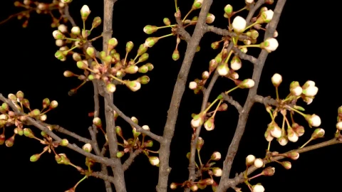 Free Stock Video White Flowers Sprouting From The Branches Of A Tree Live Wallpaper - Free Live Wallpaper