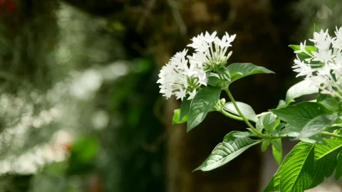 Free Stock Video White Flowers In A Garden With Butterflies Live Wallpaper - Free Live Wallpaper