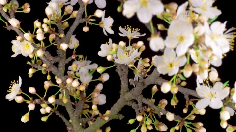 Free Stock Video White Flowers Blooming On A Cherry Tree Live Wallpaper - Free Live Wallpaper