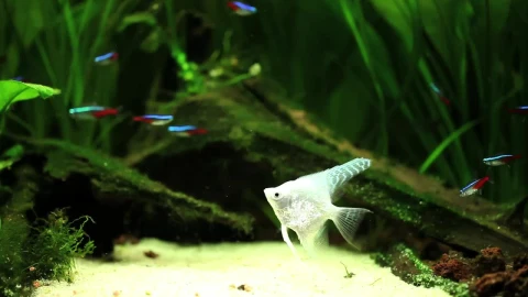 Free Stock Video White Fish Floating In A Fishbowl Live Wallpaper - Free Live Wallpaper