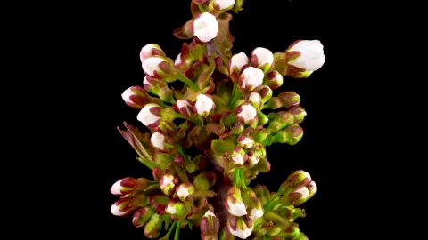Free Stock Video White Apricot Flowers Blooming Time Lapse Live Wallpaper - Free Live Wallpaper