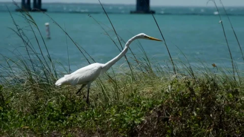 Free Stock Video White Bird Near The Seashore Live Wallpaper - Free Live Wallpaper