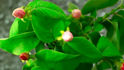 Free Stock Video White Apple Tree Flowers Blooming Live Wallpaper - Free Live Wallpaper