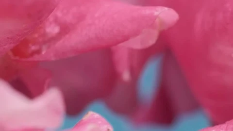 Free Stock Video Wet Tulip Petals Texture Live Wallpaper - Free Live Wallpaper