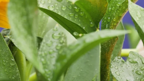 Free Stock Video Wet Yellow Flowers And Plants Live Wallpaper - Free Live Wallpaper