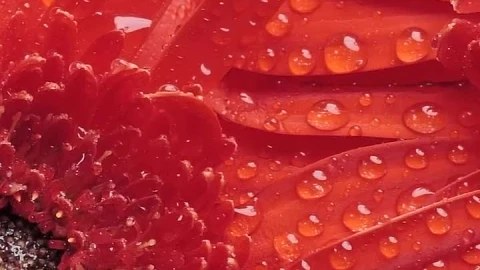 Free Stock Video Wet Petals Of A Flower Live Wallpaper - Free Live Wallpaper