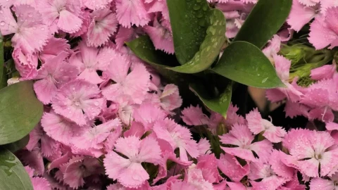Free Stock Video Wet Pink Flowers Live Wallpaper - Free Live Wallpaper