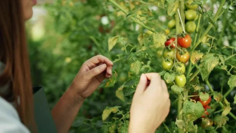 Stock Footage Woman Checks Growth Of Tomatoes On Vine Live Wallpaper - Free Live Wallpaper