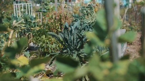 Stock Footage Woman Checking Vegetable Plants At A Nursery Garden Live Wallpaper - Free Live Wallpaper