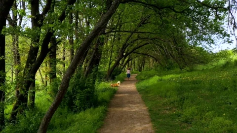 Stock Footage Woman And Her Dog Working Through A Forest Path Live Wallpaper - Free Live Wallpaper
