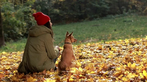 Stock Footage Woman And Her Dog Outside Live Wallpaper - Free Live Wallpaper