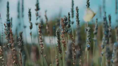 Stock Footage Woman And A Butterfly In A Field Of Lavender Live Wallpaper - Free Live Wallpaper
