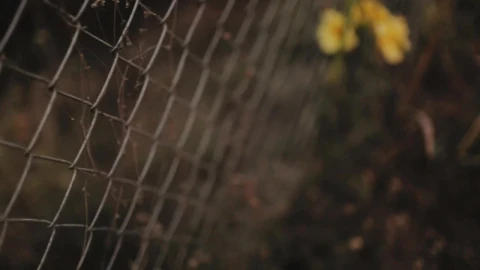 Stock Footage Wire Fence With Yellow Flowers Live Wallpaper - Free Live Wallpaper