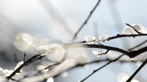 Stock Footage Winter Snow On A Tree Branch Live Wallpaper - Free Live Wallpaper