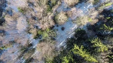 Stock Footage Winter Snow Covering Woodland Live Wallpaper - Free Live Wallpaper