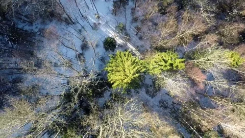 Stock Footage Winter Snow Across The Forest Floor Live Wallpaper - Free Live Wallpaper