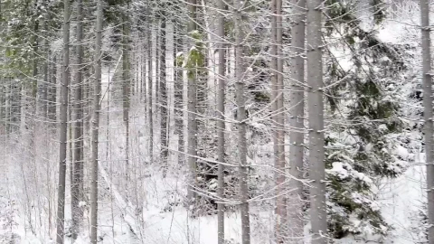 Stock Footage Winter Forest With Trees With Empty Branches Live Wallpaper - Free Live Wallpaper