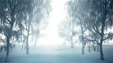 Stock Footage Winter Forest While Snowing D Loop Animation Live Wallpaper - Free Live Wallpaper