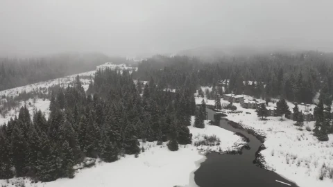 Stock Footage Winter Forest Environment Live Wallpaper - Free Live Wallpaper