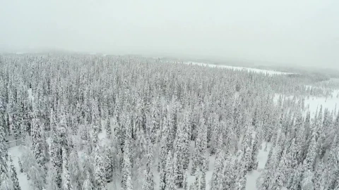 Stock Footage Winter Forest And Deep Snow Live Wallpaper - Free Live Wallpaper