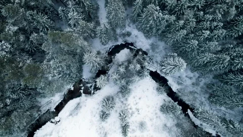 Stock Footage Winter Forest Covered In Snow Top Aerial Shot Live Wallpaper - Free Live Wallpaper