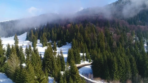 Stock Footage Winter Forest Across A Highway Live Wallpaper - Free Live Wallpaper
