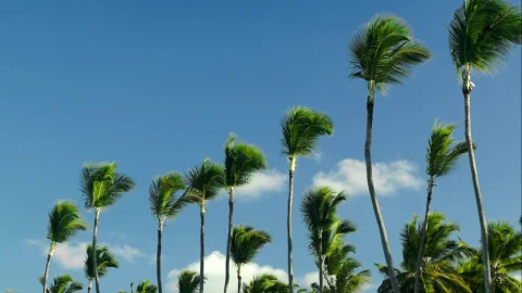 Stock Footage Windswept Trees Against A Blue Sky Live Wallpaper - Free Live Wallpaper