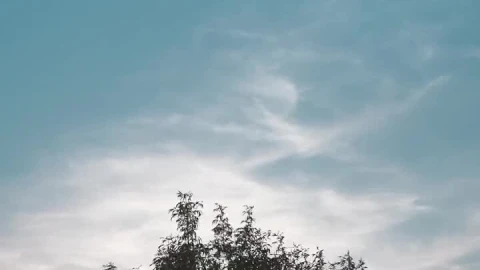 Stock Footage Wind Moving The High Branches Of A Tree Live Wallpaper - Free Live Wallpaper