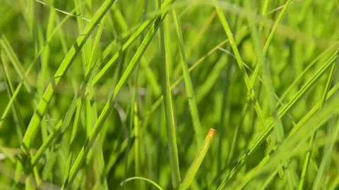Stock Footage Wind Moving Green Grass Live Wallpaper - Free Live Wallpaper